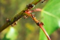 Ants and aphids sit on a branch close up. Royalty Free Stock Photo