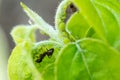 Ants and aphids Royalty Free Stock Photo