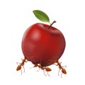 Ants and apple