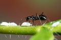 Ants associated with mealybugs