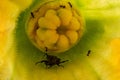 Ants attacking beatle inside zucchini flower Royalty Free Stock Photo