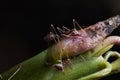 Ants biting plant