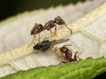 Ants and Black Winged Aphid Royalty Free Stock Photo