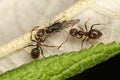 Ants and Black Winged Aphid Royalty Free Stock Photo