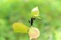 Ants on a branch tending to aphids Royalty Free Stock Photo