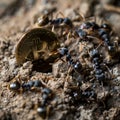 Ants building a Bitcoin mine showcasing teamwork in crypto mining Royalty Free Stock Photo