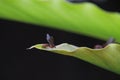 a marauder ant (carebara sp.) perched on a leaf Royalty Free Stock Photo