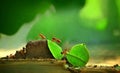 Ants carry the leaves back to build their nests-AI generated