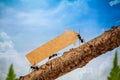 Ants carry rising arrow for business graph Royalty Free Stock Photo