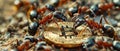 Ants carrying a Bitcoin