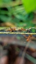 ants carrying caterpillars colonize on the net