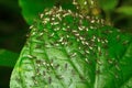 Ants carrying food, Aarey Milk Colony