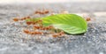 Ants carrying leaf