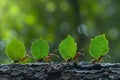 Ants are carrying leaves to make nests