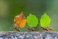 Ants are carrying leaves to make nests