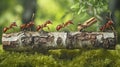 Teamwork ants carrying a log over mossy ground, macro detail Royalty Free Stock Photo