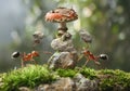 Ants are carrying mushroom. A photo shows an ant carrying two small rocks on its back Royalty Free Stock Photo