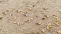 Ants carrying wheat seeds close up image