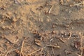 Ants carrying wheat seeds