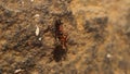 Ants catching earwigs. Worker ant carry a life insect into its colony