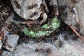 ants with a caterpillar as prey Royalty Free Stock Photo