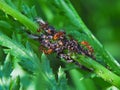 Ants collect honeydew from aphids Royalty Free Stock Photo