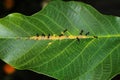 Ants collect honeydew from aphids herd on leaf of walnut tree Royalty Free Stock Photo