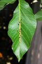 Ants collect honeydew from aphids herd on leaf of walnut tree Royalty Free Stock Photo