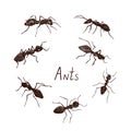 Ants collection drawing, vintage engraved illustration style, hand drawn doodle, sketch, vector