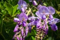 Ants colonize aphids on flowering Purple Wisteria, Chinese or Japanese Wisteria in spring garden. Elegant nature concept for desig