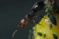 Ants and colony of aphids on a small berry of a plant. A small yellow fruit attacked by sap sucking aphids. Close up shot