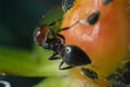 Ants and colony of aphids on a small berry of a plant. A small yellow fruit attacked by sap sucking aphids. Close up shot Royalty Free Stock Photo