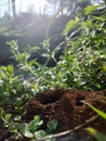 Ants colony nest on side river