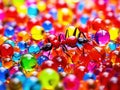 Ants in Colourful Royalty Free Stock Photo