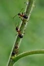 Ants communicate using its antennae.