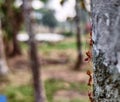 Ants communicating with each other