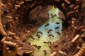 ants constructing an intricate tunnel system