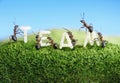 Ants constructing word team with letters, teamwork Royalty Free Stock Photo