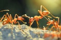 Ants Cooperating in Foraging on Bright Day