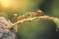 Ants Cooperating in Foraging on Bright Day