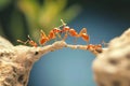 Ants Cooperating in Foraging on Bright Day