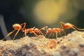 Ants Cooperating in Foraging on Bright Day