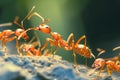 Ants Cooperating in Foraging on Bright Day