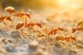 Ants Cooperating in Foraging on Bright Day