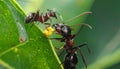 Ants Cooperating and Sharing Food on a Green Leaf Royalty Free Stock Photo