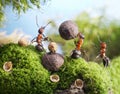 Ants crack nuts with stone, hands off!