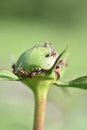 ants crawl on a peony bud. garden pests Royalty Free Stock Photo