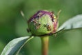 ants crawl on a peony bud. garden pests Royalty Free Stock Photo