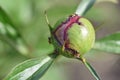 ants crawl on a peony bud. garden pests Royalty Free Stock Photo