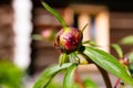 Ants crawl on swollen peony buds on a sunny summer day in the village